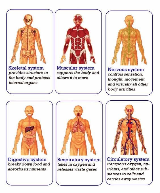 Body 6 Body