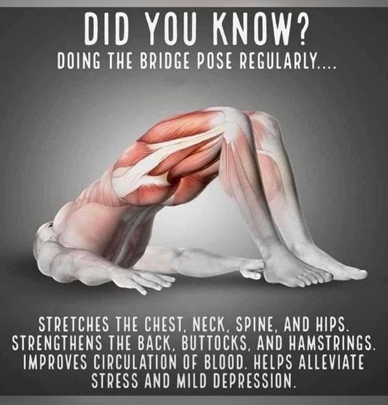 Yoga 2 Bridge pose