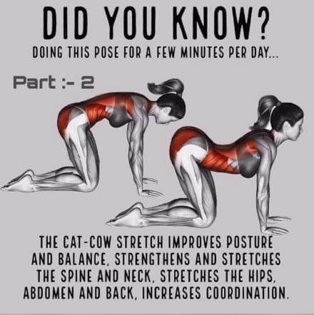 Yoga 3 Cat Cow pose