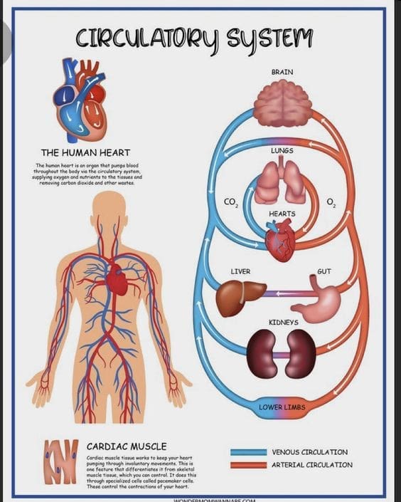 Body 7 Circulatory System