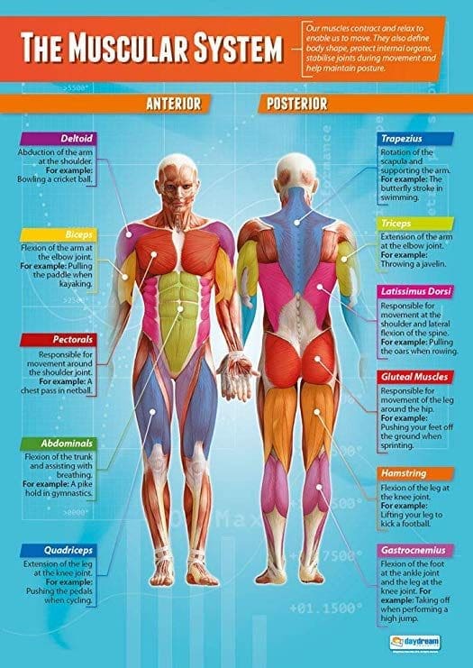 Body 8 Musuclar system