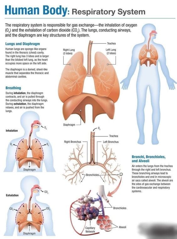 Body 9 Respiratory system