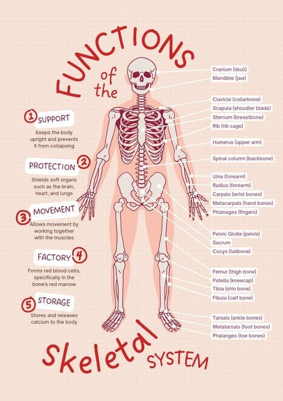 Body 10 Skeletal System