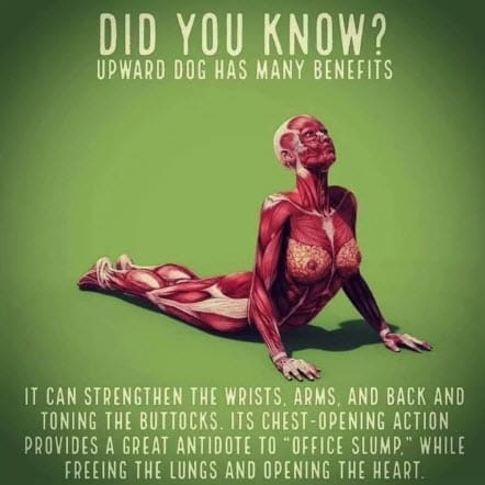 Yoga 8 Upward Dog